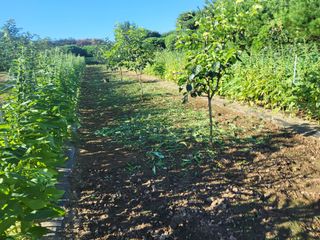 솔방농원님의 감 · 영농일지 작성글 사진