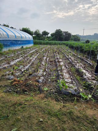 이천농부님의 참깨 · 영농일지 작성글 사진