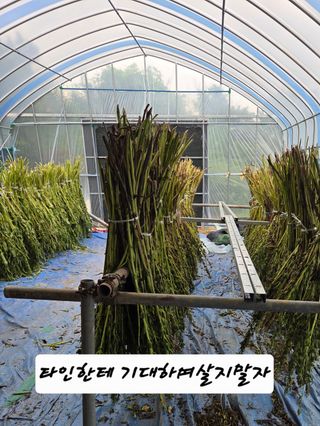 이천농부님의 참깨 · 영농일지 작성글 사진