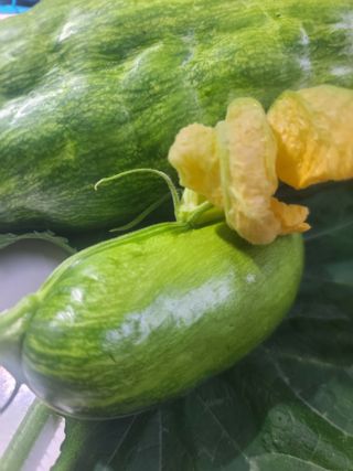 벍맑님의 호박 · 영농일지 작성글 사진