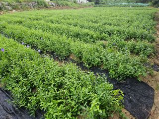 김용석님의 기타작물 · 영농일지 작성글 사진