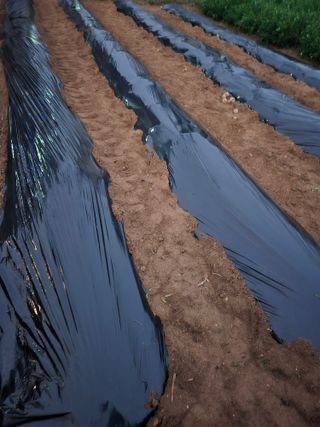 뚜벅이님의 기타작물 · 영농일지 작성글 사진