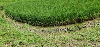 반성식님의 벼 · 영농일지 작성글 사진