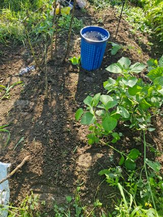 매실향기차향기님의 기타작물 · 영농일지 작성글 사진