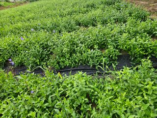 김용석님의 기타작물 · 영농일지 작성글 사진