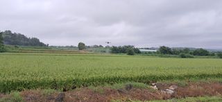 이복길님의 벼 · 영농일지 작성글 사진