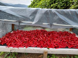 이박농장님의 고추 · 영농일지 작성글 사진