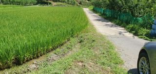 반성식님의 벼 · 영농일지 작성글 사진