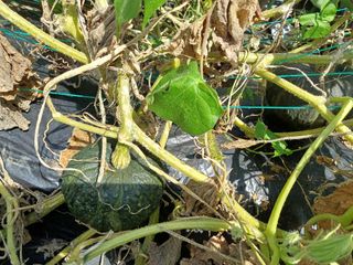 김진현님의 기타작물 · 영농일지 작성글 사진