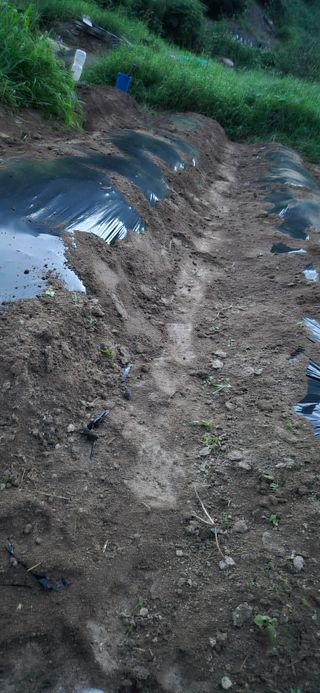 봉림동 태진농장님의 기타작물 · 영농일지 작성글 사진