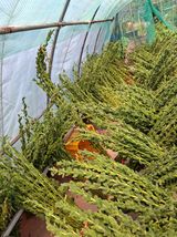 팜모닝 참깨·영농일지 게시글 이미지