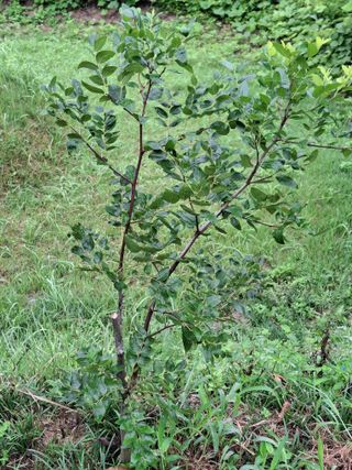 형남영님의 기타작물 · 영농일지 작성글 사진