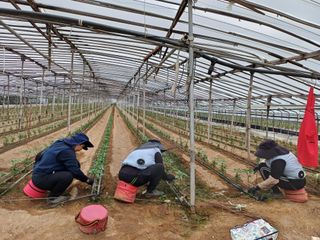 부농이네(이나영)님의 기타작물 · 영농일지 작성글 사진