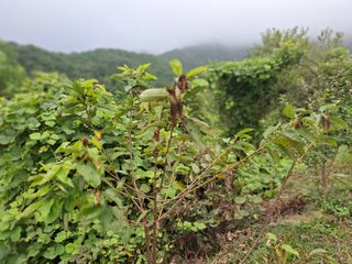 형남영님의 기타작물 · 영농일지 작성글 사진