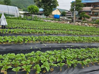 윤재하님의 기타작물 · 영농일지 작성글 사진