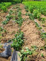 팜모닝 기타작물·영농일지 게시글 이미지