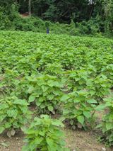 팜모닝 들깨·영농일지 게시글 이미지