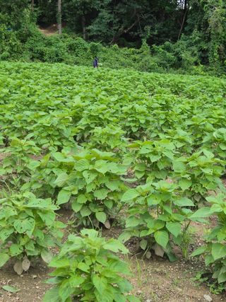 이혜정님의 들깨 · 영농일지 작성글 사진