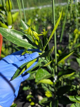 민성종묘(감귤묘목)님의 귤 · 영농일지 작성글 사진