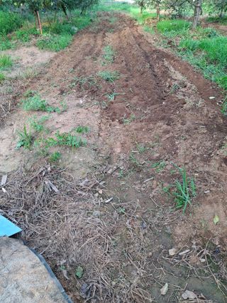 박덕남님의 배추 · 영농일지 작성글 사진