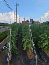 팜모닝 참깨·영농일지 게시글 이미지