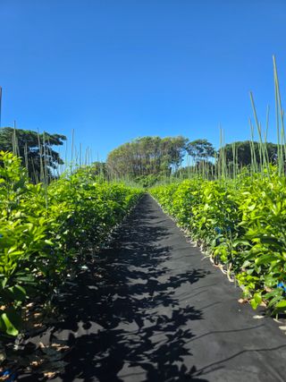 민성종묘(감귤묘목)님의 귤 · 영농일지 작성글 사진
