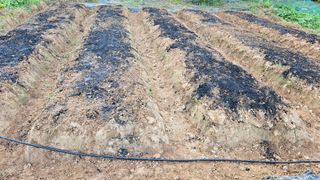 김홍환님의 마늘 · 영농일지 작성글 사진