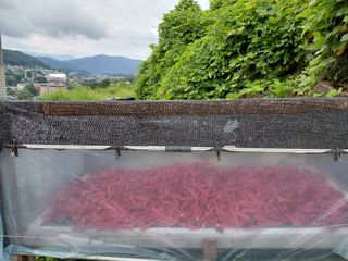 이박농장님의 고추 · 영농일지 작성글 사진