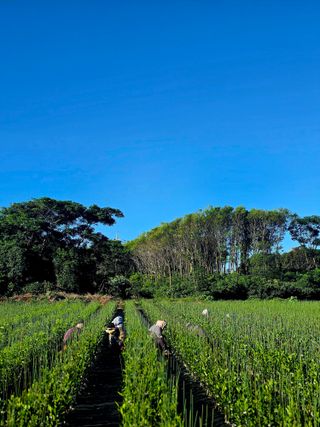 민성종묘(감귤묘목)님의 귤 · 영농일지 작성글 사진