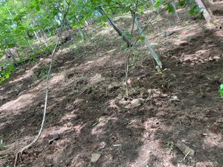 youl님의 기타작물 · 영농일지 작성글 사진