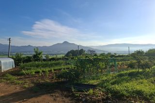 철남 김희곤님의 복숭아 · 영농일지 작성글 사진