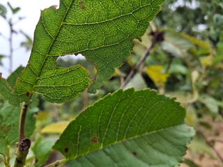 형남영님의 기타작물 · 영농일지 작성글 사진