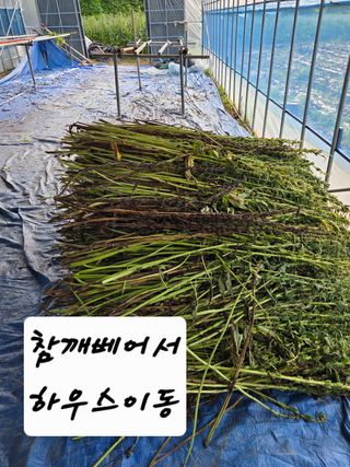 이천농부님의 참깨 · 영농일지 작성글 사진