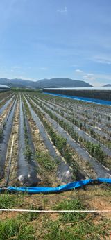 팜모닝 기타작물·영농일지 게시글 이미지