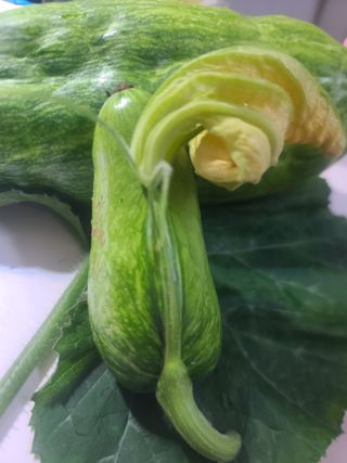 벍맑님의 호박 · 영농일지 작성글 사진