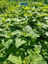 팜모닝 기타작물·영농일지 게시글 이미지