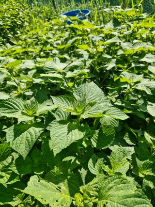 매실향기차향기님의 기타작물 · 영농일지 작성글 사진