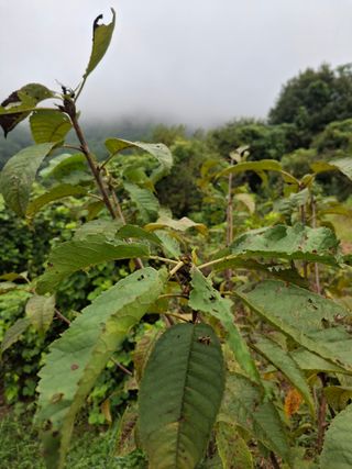 형남영님의 기타작물 · 영농일지 작성글 사진