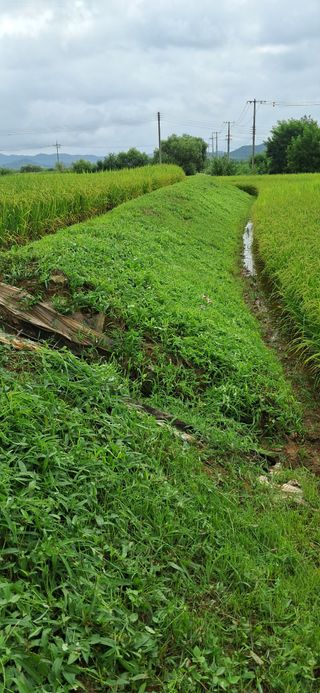 이복길님의 벼 · 영농일지 작성글 사진