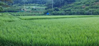 반성식님의 벼 · 영농일지 작성글 사진