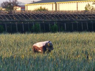 준영농장 출석왕.님의 파 · 영농일지 작성글 사진