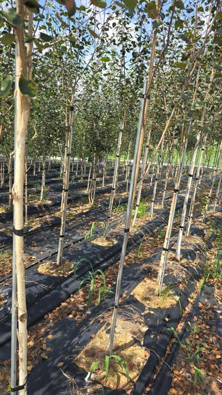 청주자작나무님의 기타작물 · 영농일지 작성글 사진