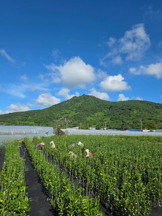 민성종묘(감귤묘목)님의 귤 · 영농일지 작성글 사진