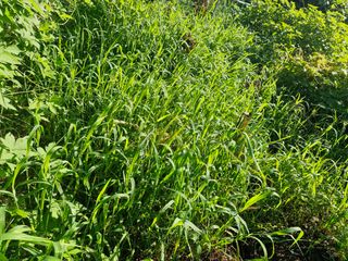 매실향기차향기님의 기타작물 · 영농일지 작성글 사진