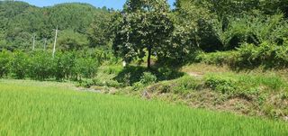 반성식님의 벼 · 영농일지 작성글 사진