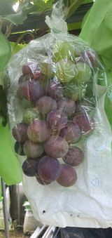 팜모닝 포도·영농일지 게시글 이미지