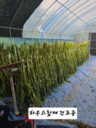 이천농부님의 참깨 · 영농일지 작성글 사진