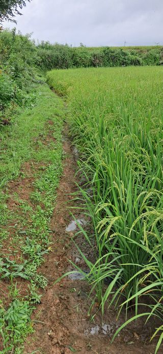 이복길님의 벼 · 영농일지 작성글 사진