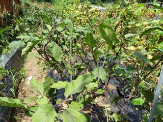 김진현님의 기타작물 · 영농일지 작성글 사진