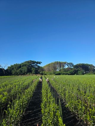 민성종묘(감귤묘목)님의 귤 · 영농일지 작성글 사진